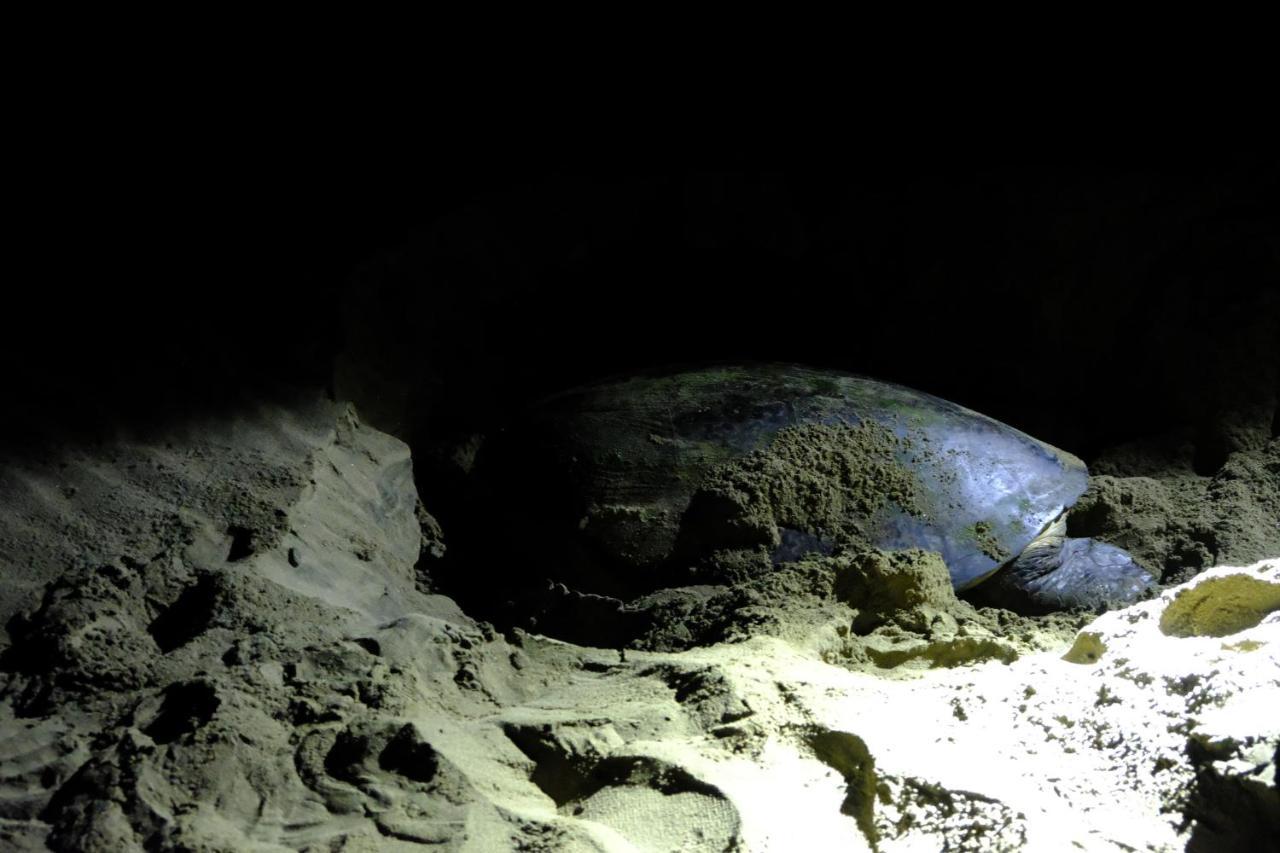 Java Turtle Lodge Meru Betiri Banyuwangi  Exterior foto