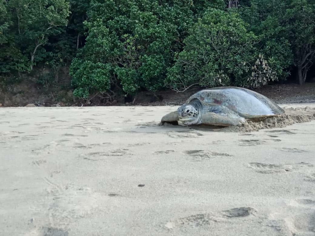Java Turtle Lodge Meru Betiri Banyuwangi  Exterior foto